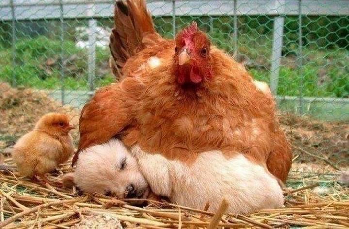 Net stuff - 123484258523769151377871402506n.jpg